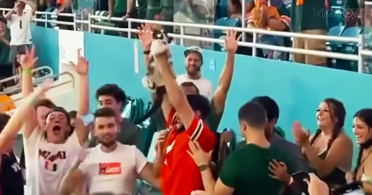 Falling cat saved by football fans