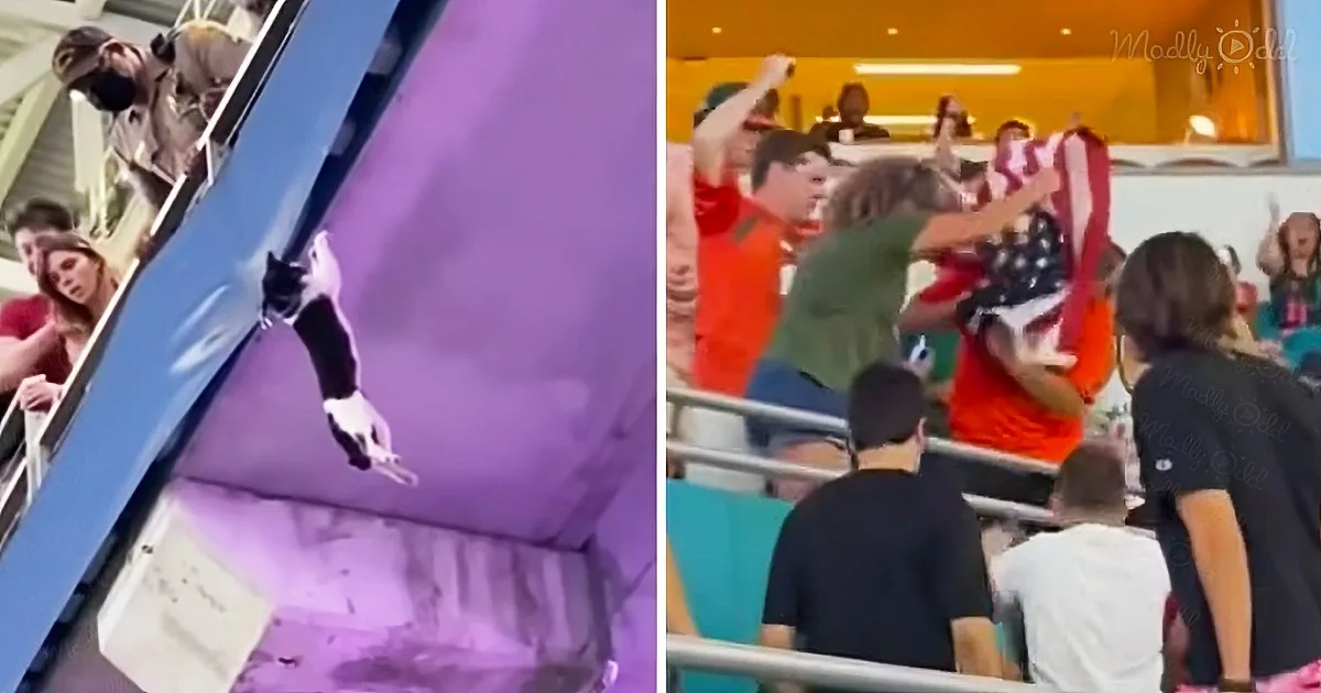 Falling Cat Saved by American Flag Gets Jubliant Cheers From Football Fans