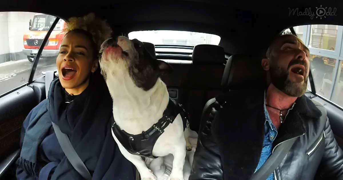 Owner Starts Singing 'All of Me' but His Dog Steals the Show With His Chorus Lines