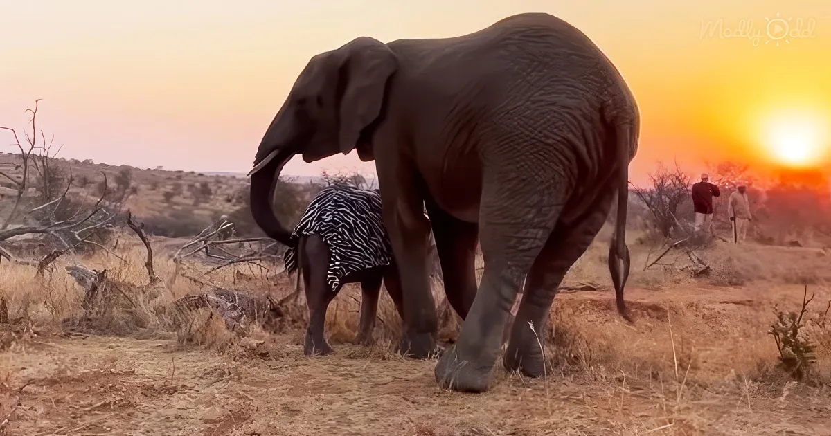 baby elephant Khanyisa with her mom