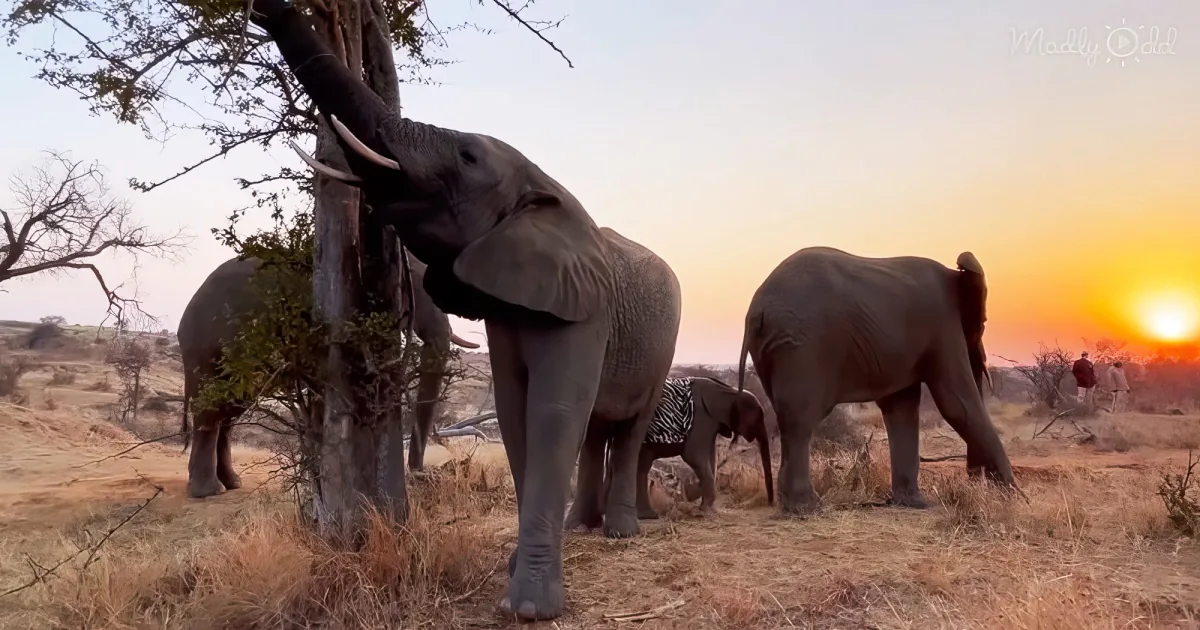 baby elephant Khanyisa with her mom