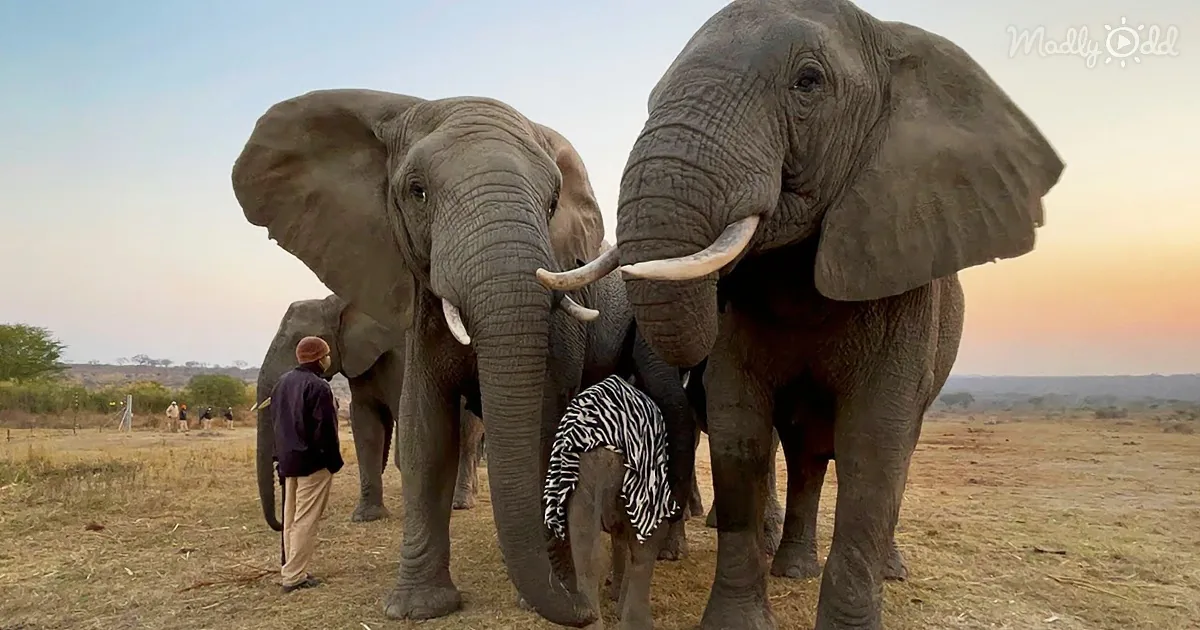 Orphaned Baby Girl Elephant Greeted With a Trumpet Call From Her Adoptive Mom