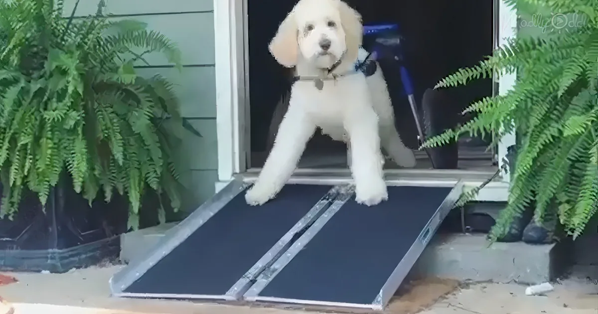 rescue dog 'Benny' trying out his new wheelchair
