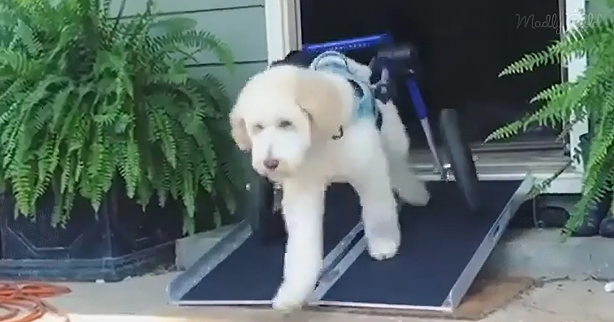 A white dog wearing a harness climbs a ramp, with green plants and a blue cart in the background.