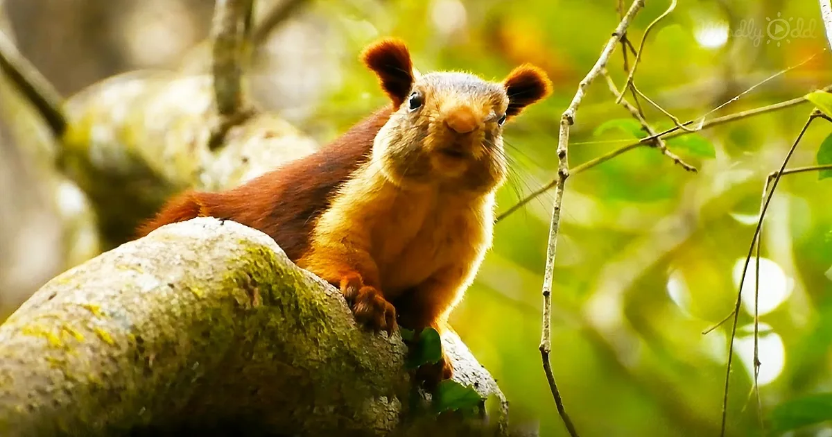 These Giant Squirrels Are so Colorful, People Can't Believe They're Real