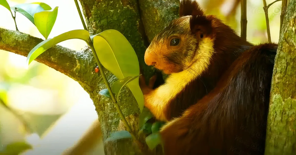 A squirrel with a yellowish-brown body and dark brown ears is perched on a tree branch, surrounded by green leaves.