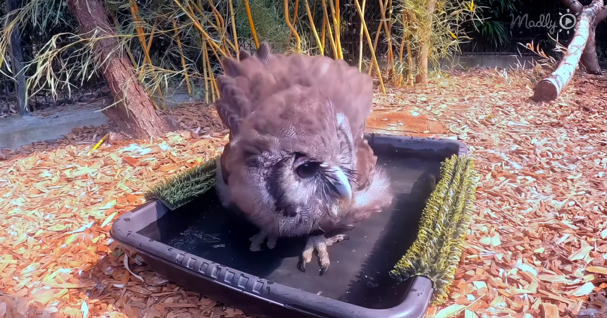 owl enjoying her birdbath