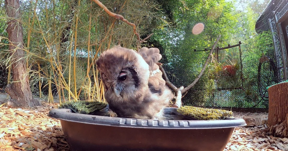 Sweet Little Owl Enjoying Her Birdbath Before Flying Into the Day