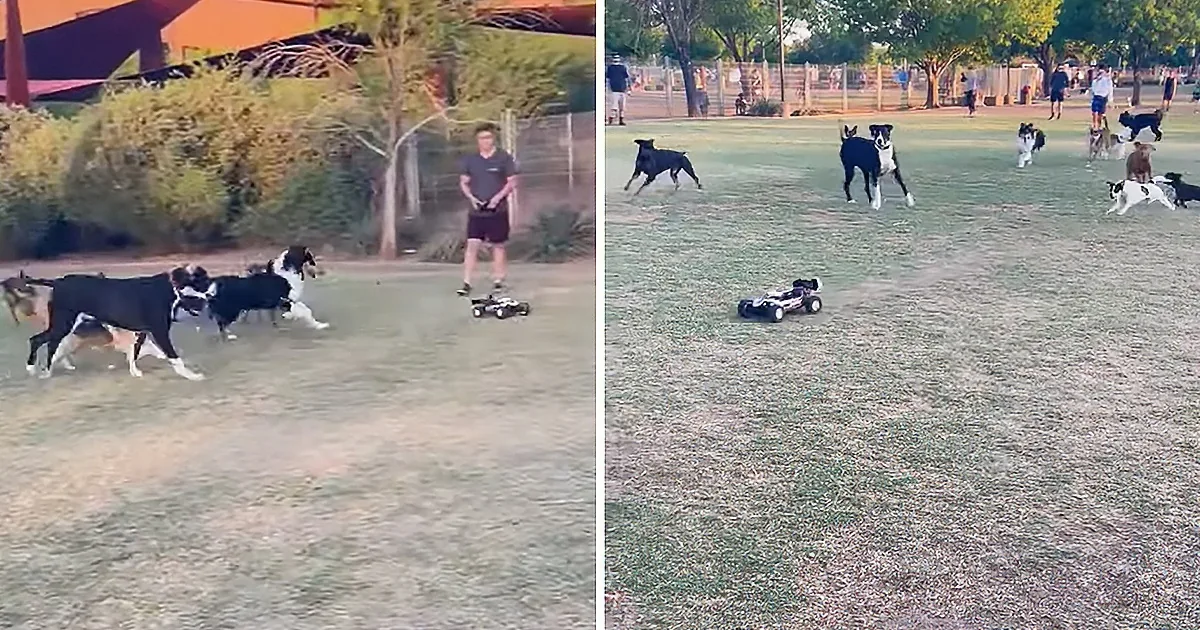 This Is What Happens When You Bring a Remote Control Car to the Dog Park