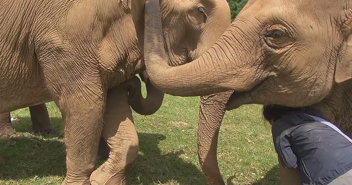 Woman Shares an Inseparable Bond With Giant Elephants