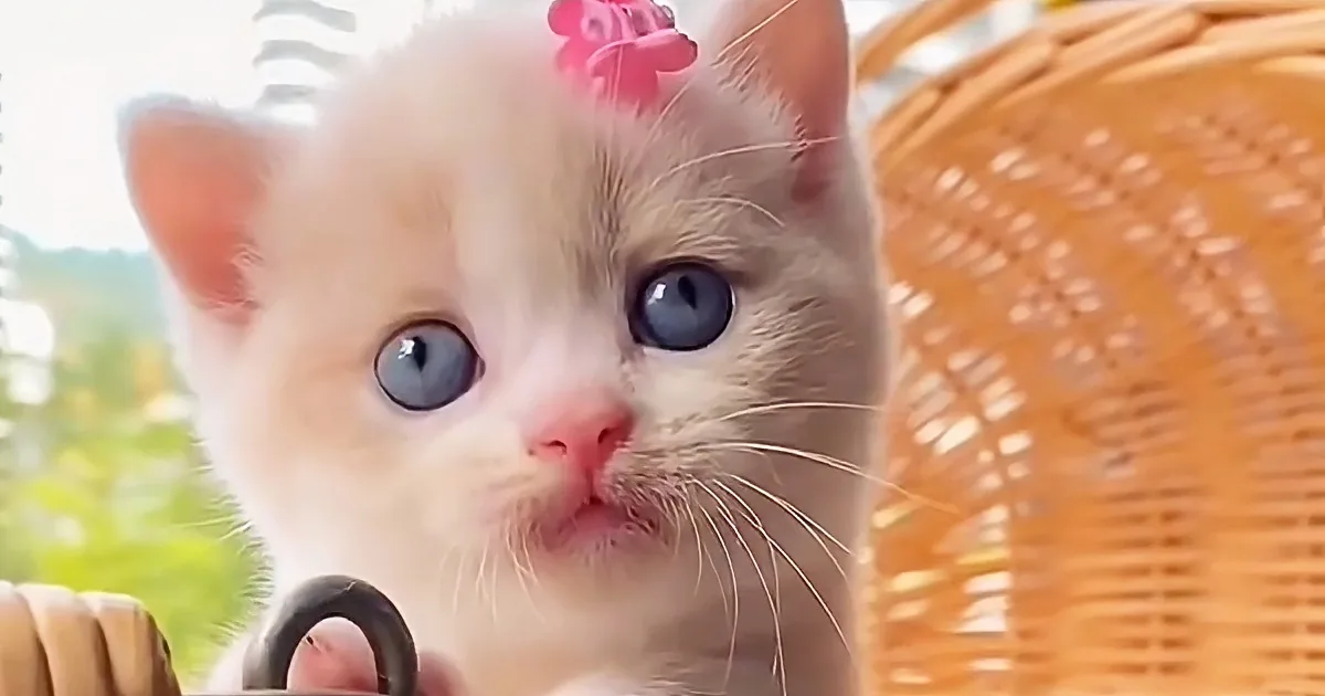 A fluffy kitten with large blue eyes and a pink bow sits in a wicker basket, looking directly at the camera.