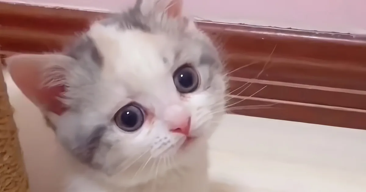A fluffy white and gray kitten with large, expressive eyes is looking up, seemingly curious or surprised.