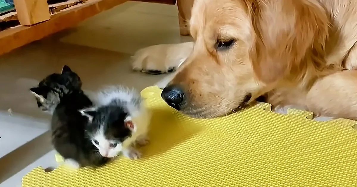 A golden retriever lies on a yellow mat, observing two black-and-white kittens nearby.