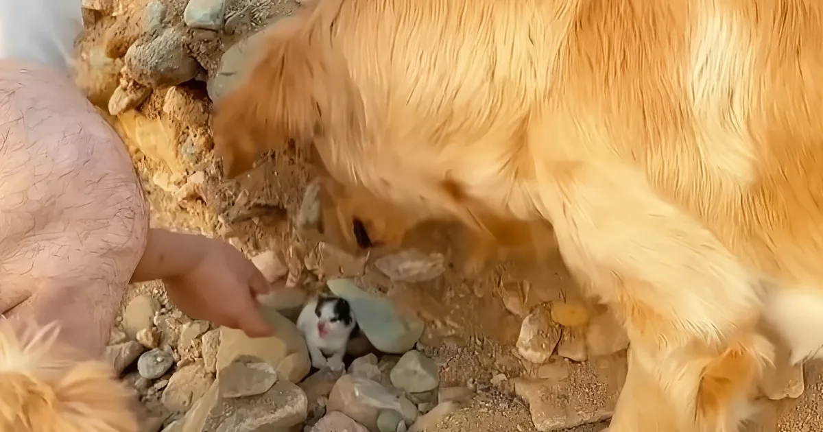 Golden Retriever rescues two tiny kittens