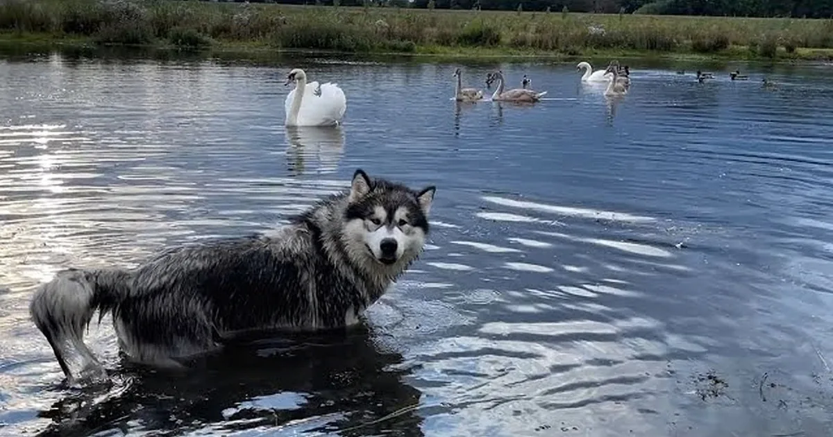 Malamute Dog Shares Lake With Ducks and Swans