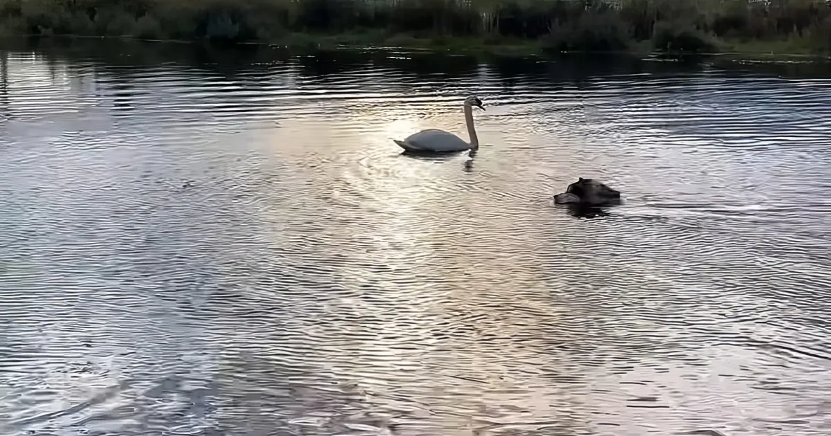 Malamute dog and swans