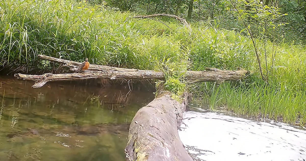 Comically Diverse Parade of Wildlife Crosses a Log Bridge in the Woods