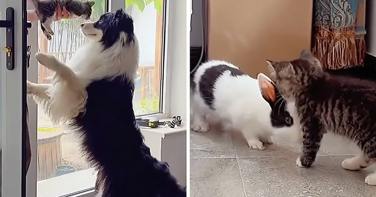 A black and white dog stands on hind legs, reaching through a glass door, while two cats observe on the floor.