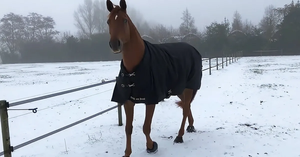 Australian Horse Jets to Holland and Sees Snow for the First Time
