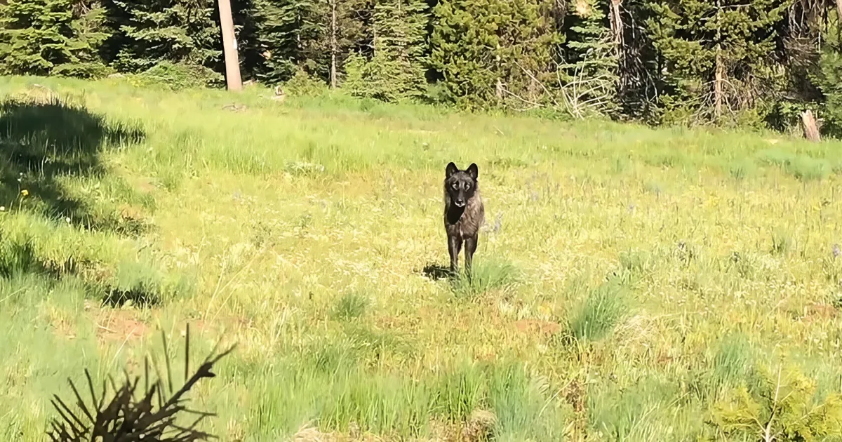A black dog stands in a grassy field with trees in the background.