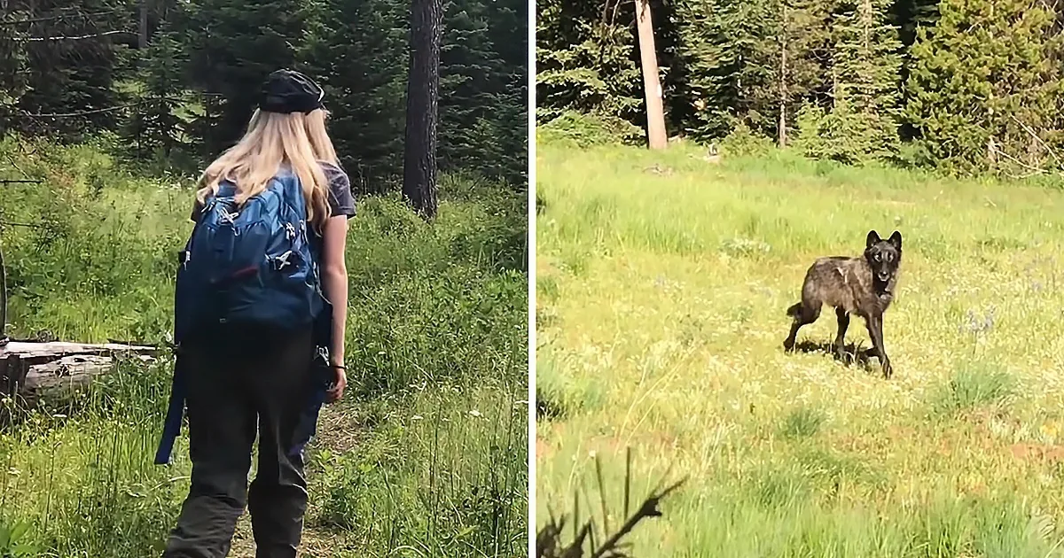 A woman with a backpack walks through a grassy forest, while a wolf stands in an open field nearby.