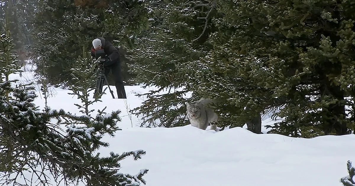 Extremely Smart Lynx Uses Cameraman to His Advantage in Epic Hunting Footage