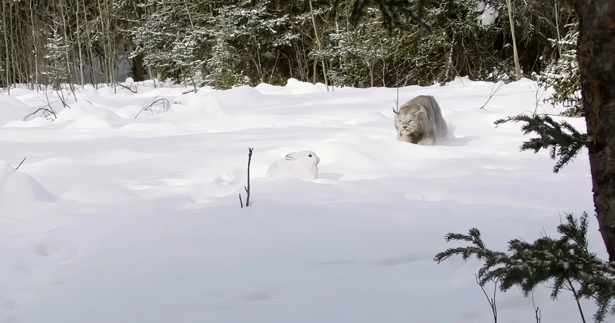 A snowy owl stalks a white rabbit in a snowy forest.
