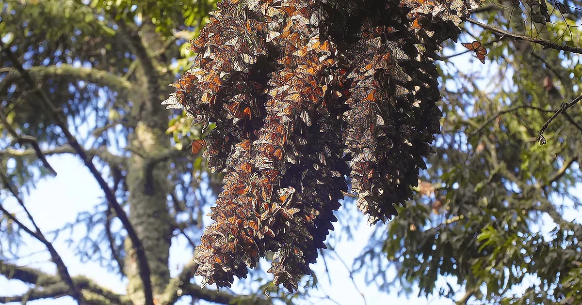 Listen to the Rare Sound of Millions of Monarch Butterflies in a Forest