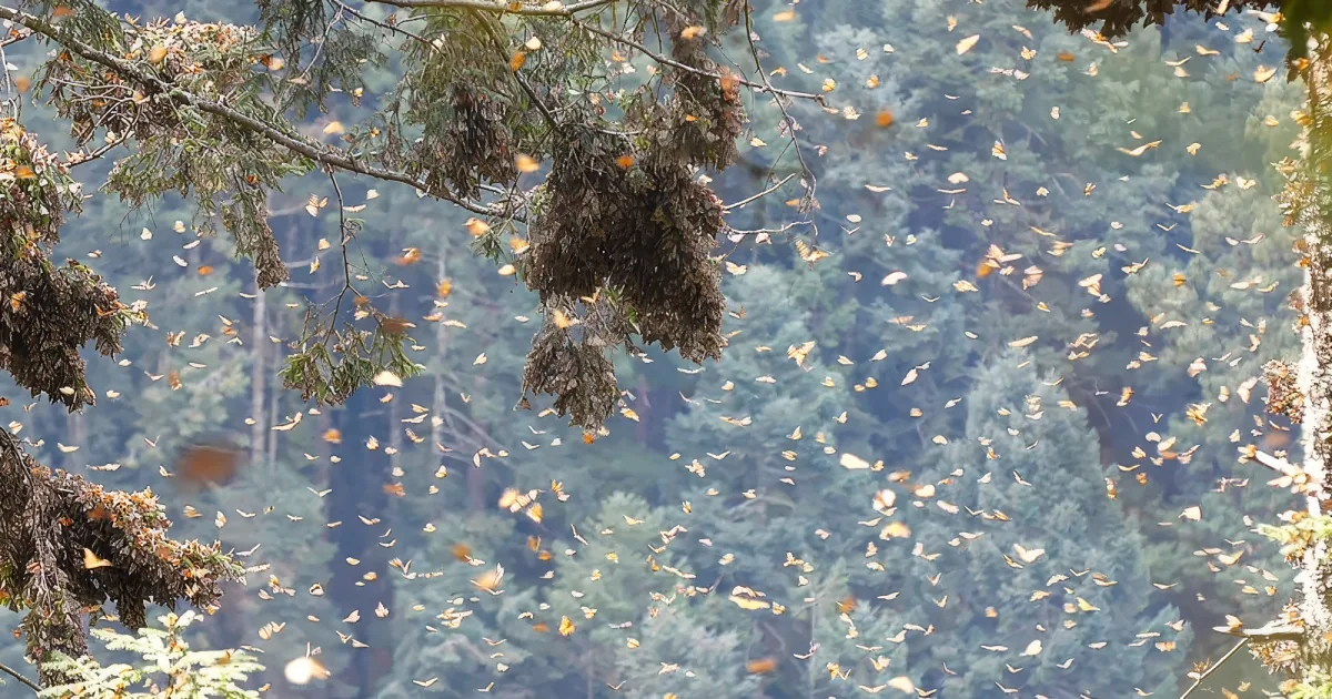 Monarch butterflies cluster and fly in a forested area, creating a vibrant display of orange and white.