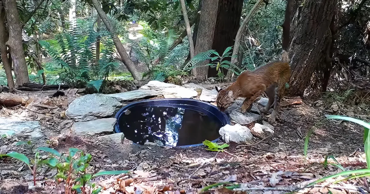 variety of wildlife in backyard of US home