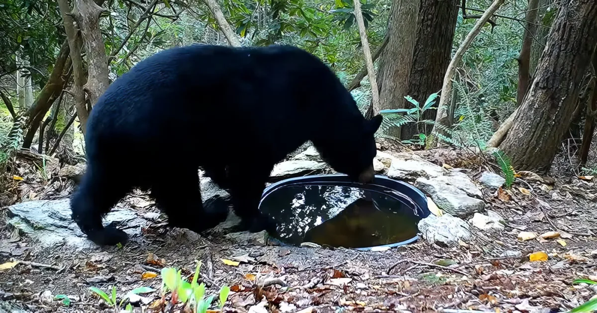 variety of wildlife in backyard of US home
