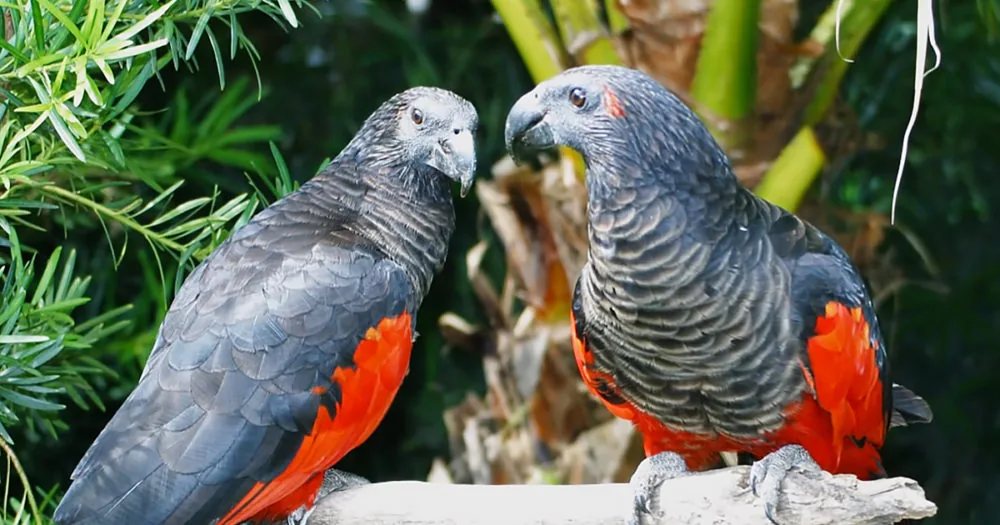 The Dracula Parrot