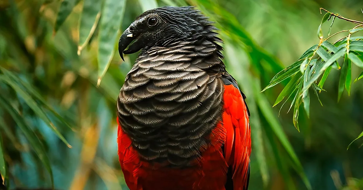 A vibrant red and black parrot with a sharp beak perches amidst lush green foliage.