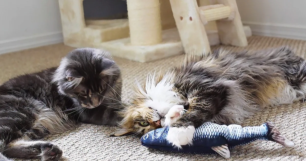 Two cats, one sleeping, the other awake, both resting on a carpet near a cat tree.