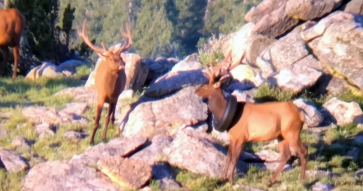 Elk carrying tire around neck for two years