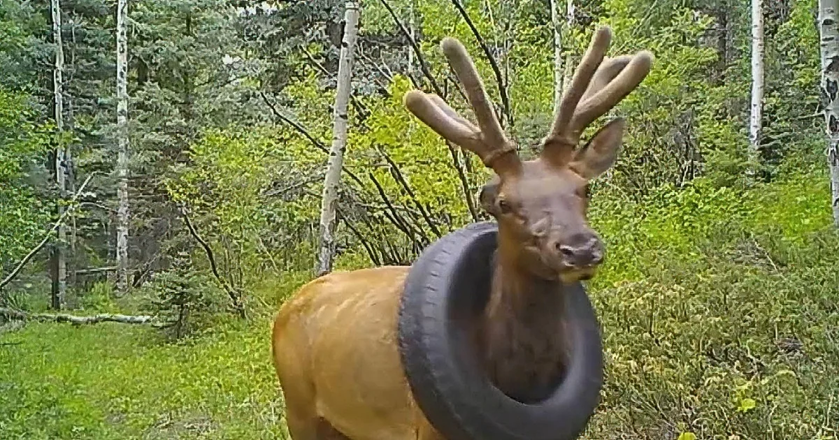 An elk with a tire around its neck stands in a forested area.