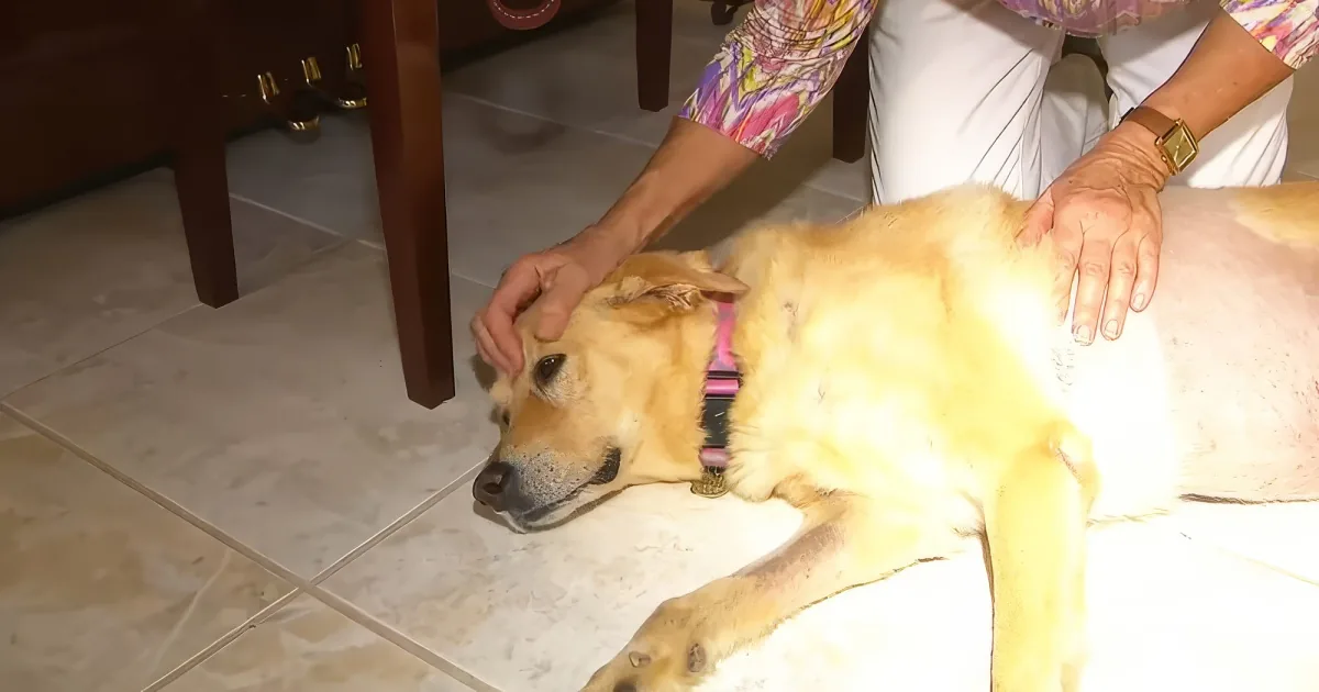 Susan Marciano and her dog