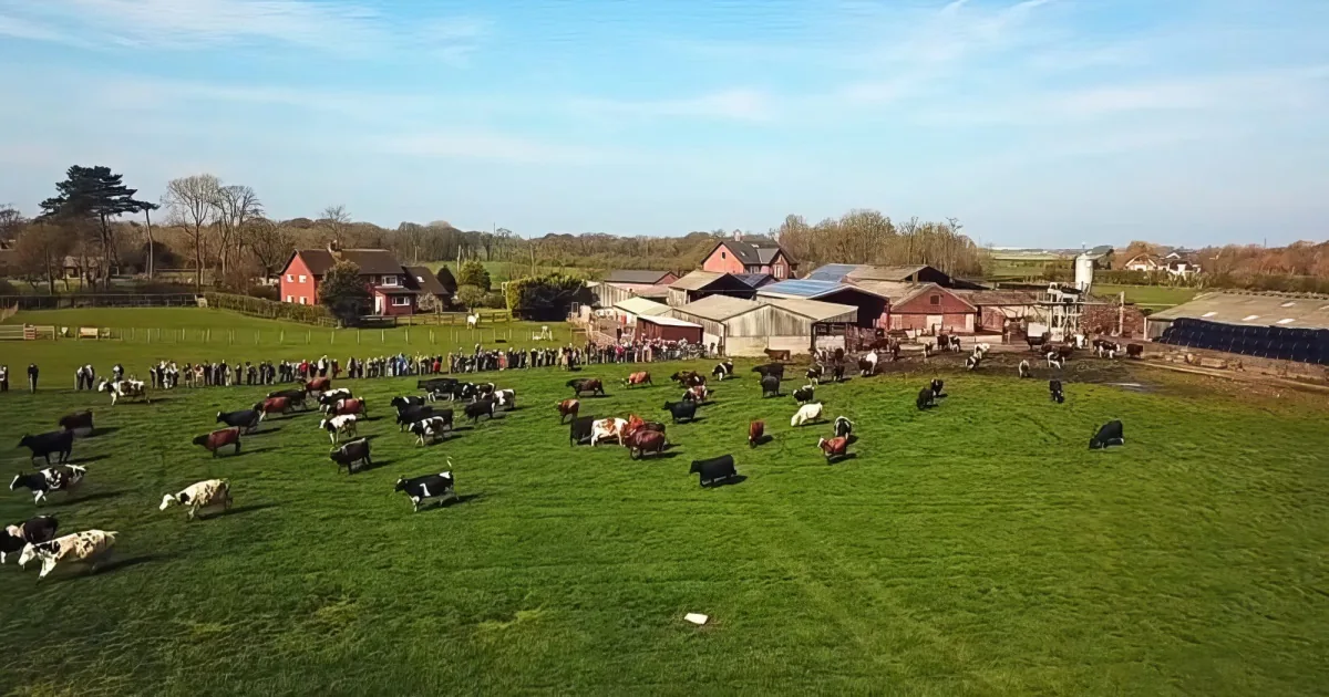 100 happy cows