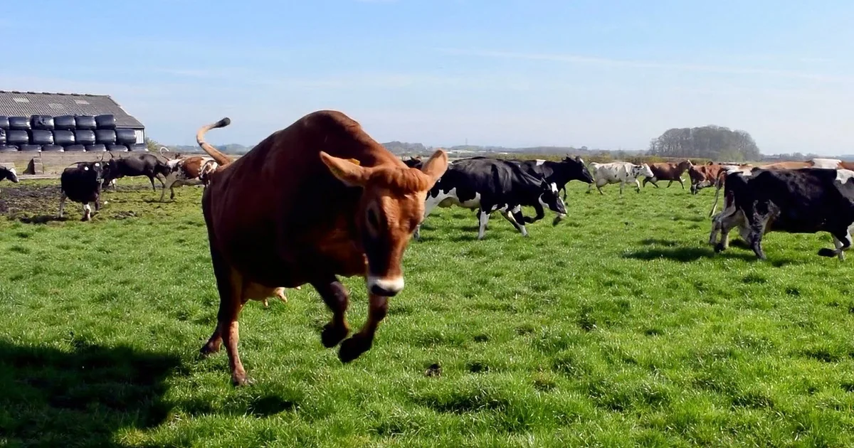 100 Happy Cows Skip and Gallop When the Barn Door Is Opened