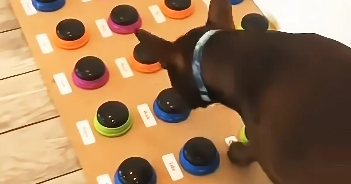 Dog learns to talk