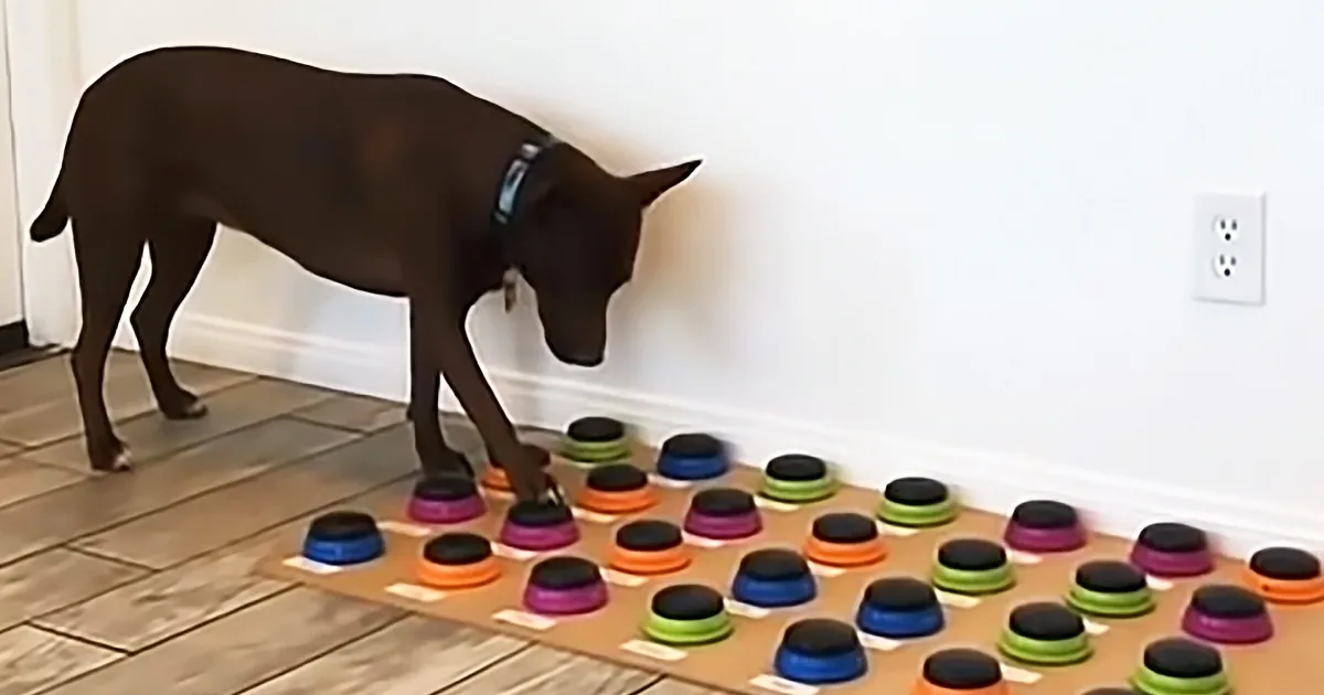 Dog Learns to Talk Using Special Soundboard Her Human Made