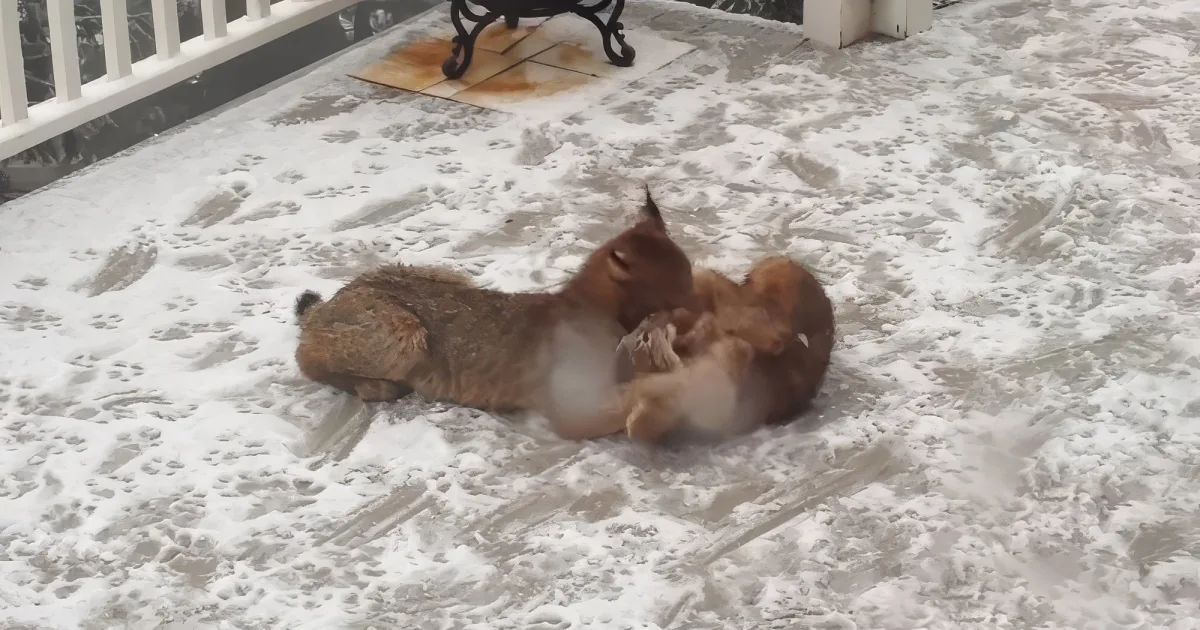 Lynx playing on the porch