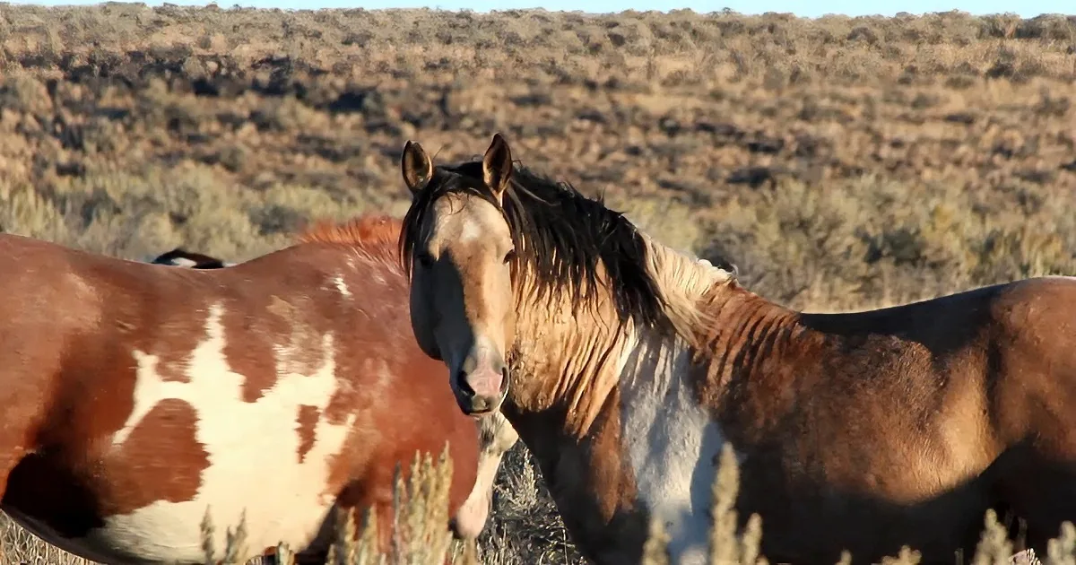 Majestic Wild Mustangs Roam Freely on the Vast Oregon Range
