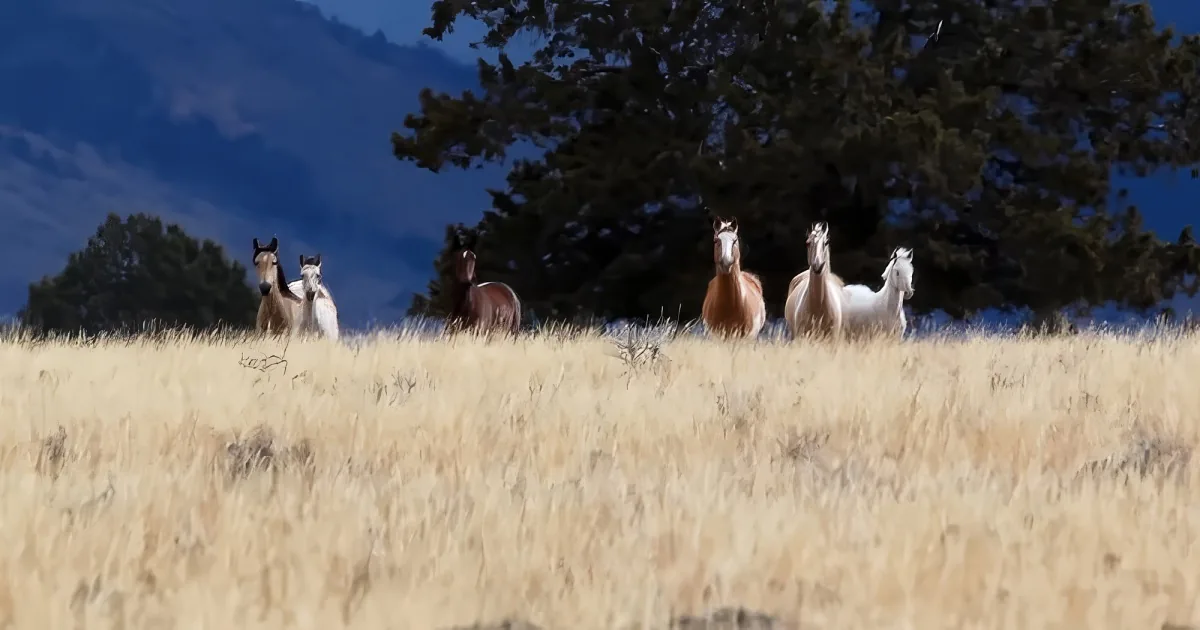 Majestic wild mustangs