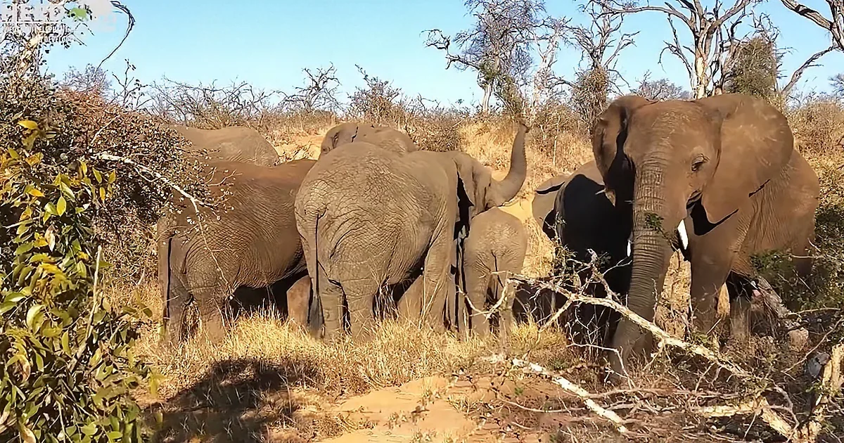 Elephants Rush Dramatically to Baby''s Rescue After Her Scream.