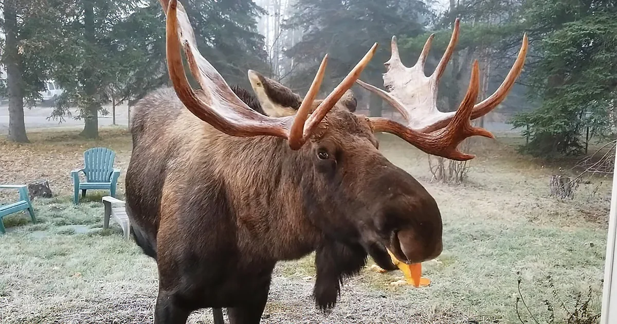 Moose Shows up for Trick-or-Treating, Helping Himself to Halloween Pumpkin