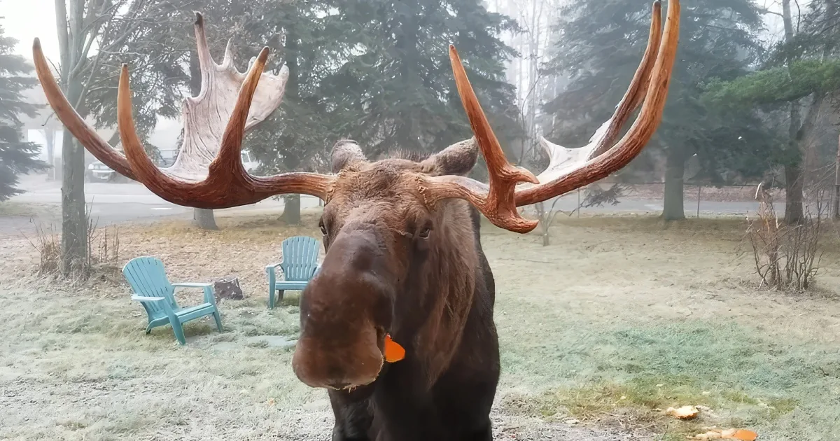 Moose eating Halloween pumpkin