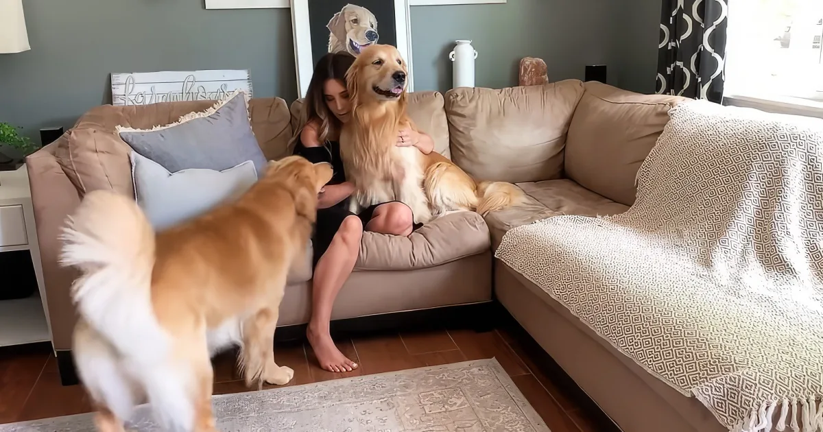 Golden Retriever Dog
