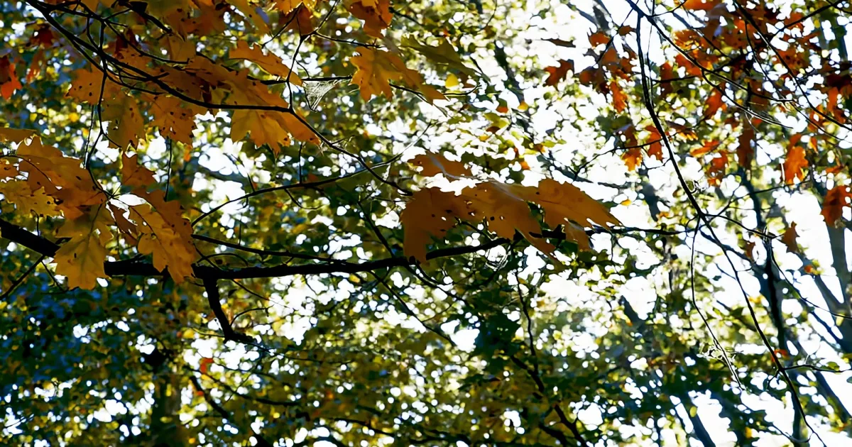Autumn Leave Falling From Trees