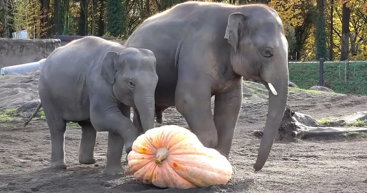 Elephants popping pumpkins